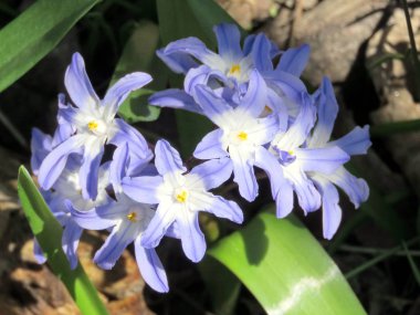 Thornhill kardelen 2017