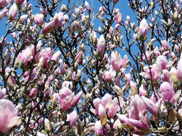 Thornhill magnolia fleur 2017 — Photo