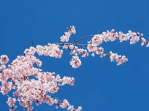 ソーンヒル桜支店 2017 — ストック写真