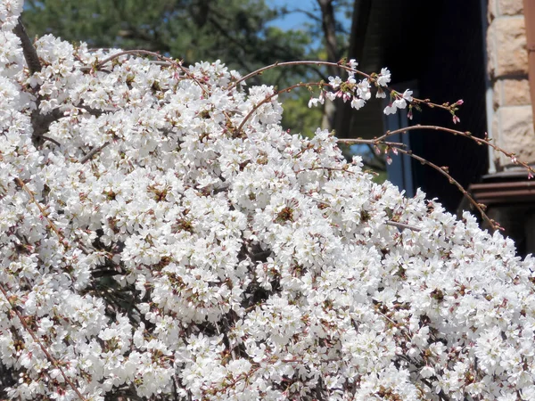 Thornhill fehér cseresznyevirág 2017 — Stock Fotó