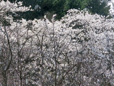  Toronto yüksek Park kiraz çiçekleri 2017