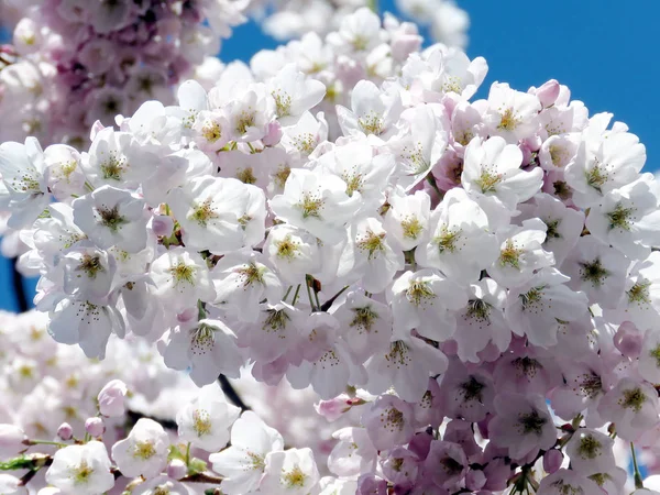 Toronto-parken High cherry blossom 2017 — Stockfoto