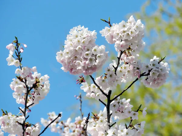 Toronto High Park rameaux de fleurs de cerisier 2017 — Photo