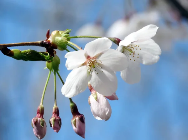 Toronto High Park flor de cerezo 2017 —  Fotos de Stock