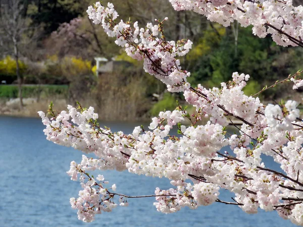 Toronto High Park cherry blossom branchs 2017 — Stock Photo, Image