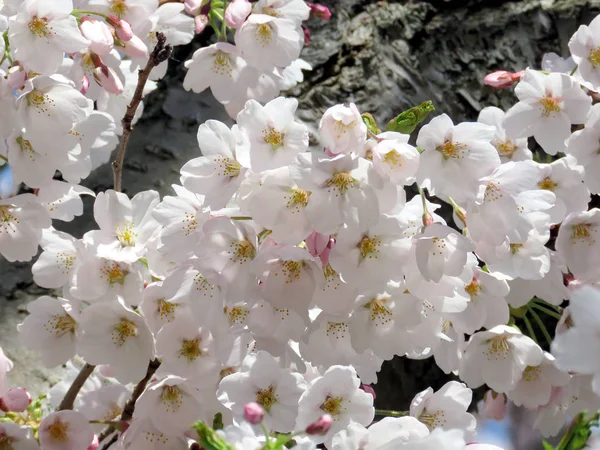 Toronto-parken High cherry blossom blommor 2017 — Stockfoto