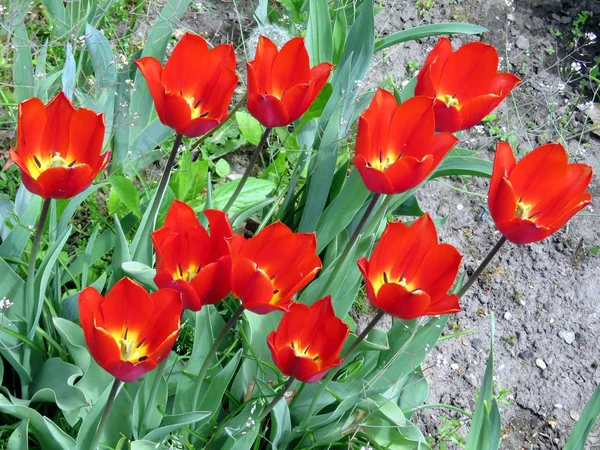 Toronto High Park the tulips 2016 — Stock Photo, Image