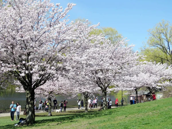 Toronto yüksek Park kiraz çiçeği ağaçlar 2017 — Stok fotoğraf