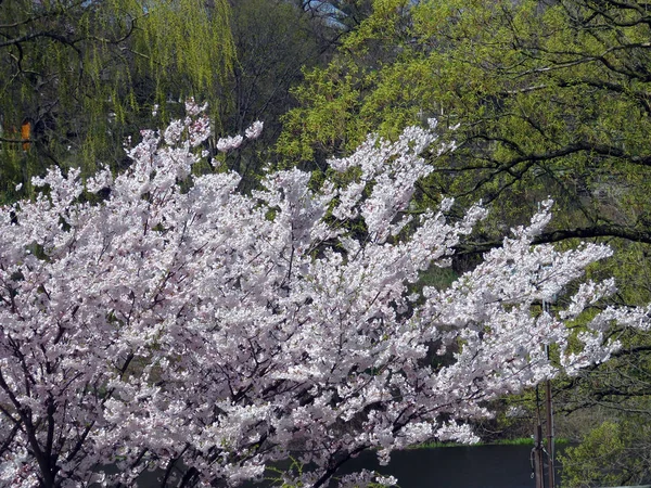 Toronto High Park flor de cereja sobre lagoa 2017 — Fotografia de Stock