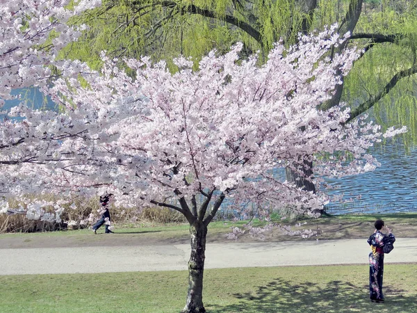 Toronto High Park cherry blossom near pond 2017 — Stock Photo, Image