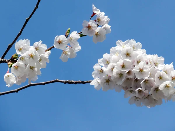 トロントのハイパークの桜花 2017 — ストック写真