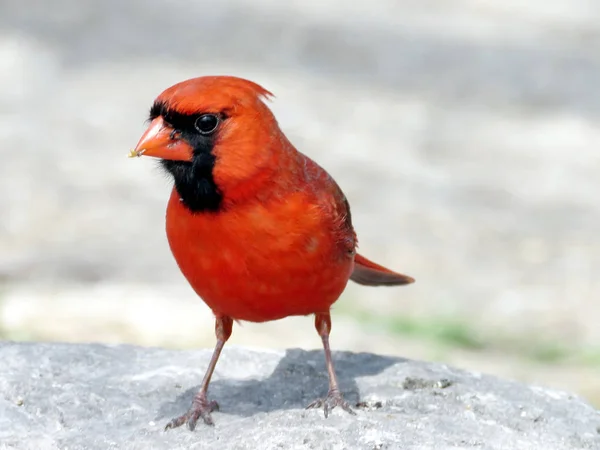 Toronto Lake Red Cardinal em uma pedra 2017 — Fotografia de Stock