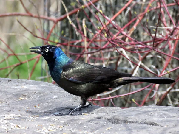 Grackle común del lago Toronto 2017 —  Fotos de Stock