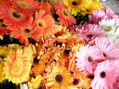 Aster 2011 karışımı Tel Aviv