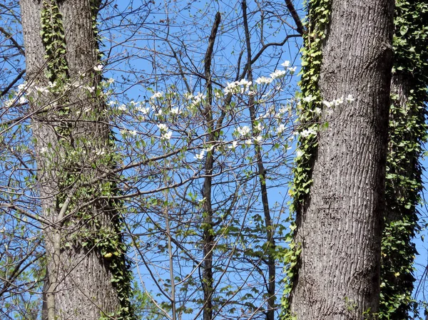 Fleurs de cornouiller propres dans la forêt 2016 — Photo