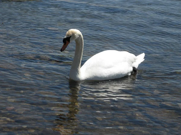 Toronto see schwimmender weißer schwan 2007 — Stockfoto