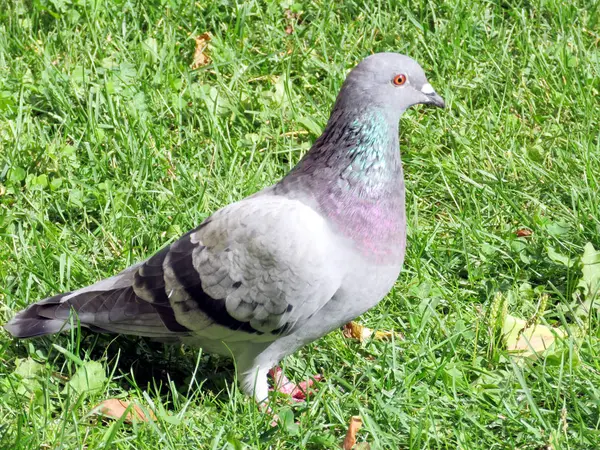 Toronto pigeon on the grass 2016 — Stock Photo, Image
