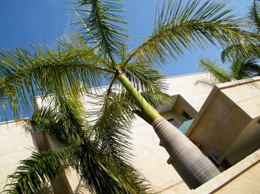 Neve Monosson egzotik bitki 2011