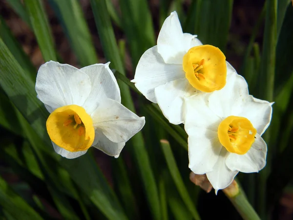 Or Yehuda Three Narcissus 2011 — Stock Photo, Image