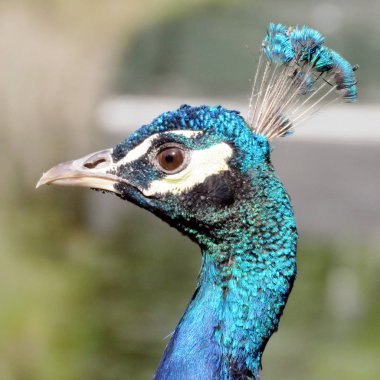 Tavuskuşu 2016 portresi Toronto Gölü