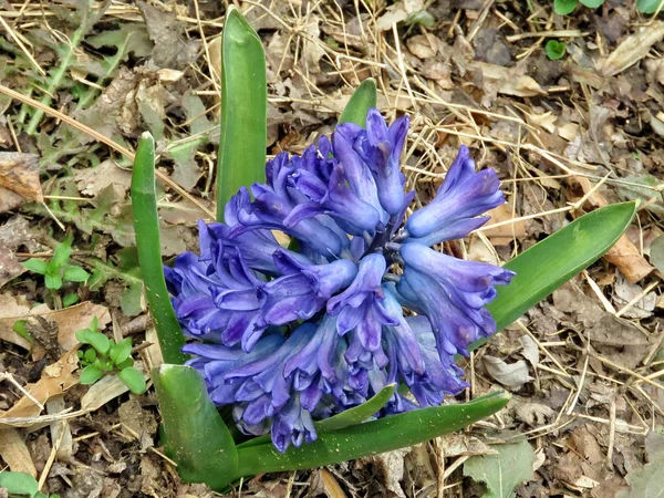 Маклін синій циганська королева квітка 2017 — стокове фото