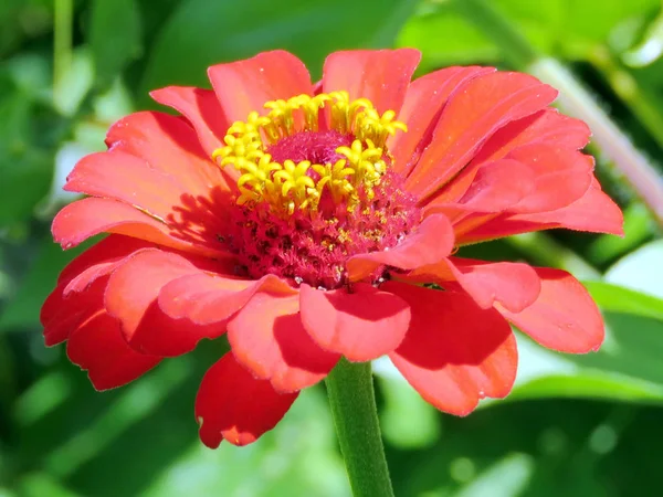 トロントの高い公園赤ダリアの花 2016 — ストック写真