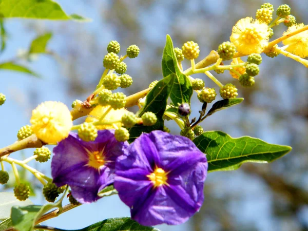 Oder Yehuda Mimosen und Solanum rantonnetii 201 — Stockfoto