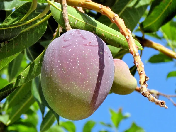 O Yehuda mango 2011 — Foto Stock