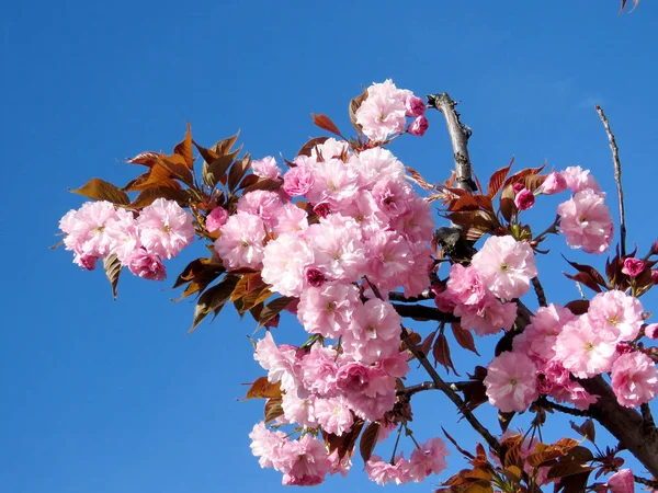 Thornhill sakura blossom trädet 2017 — Stockfoto