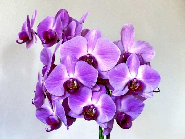 Thornhill boldog Valentin orchidea virágok 2017 — Stock Fotó