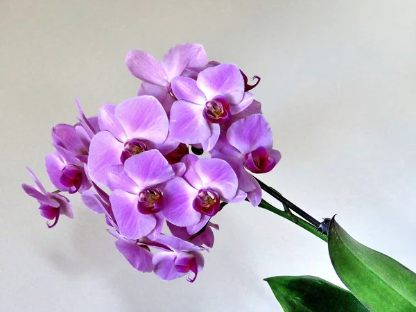 Thornhill boldog Valentin orchidea virág 2017 — Stock Fotó