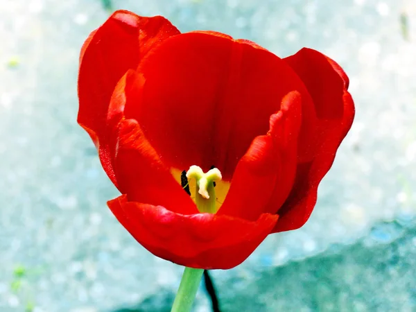 Thornhill flor de tulipán rojo aislado 2017 — Foto de Stock