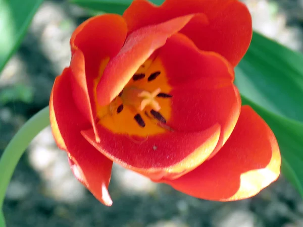 Thornhill tulipa vermelha isolada 2017 — Fotografia de Stock