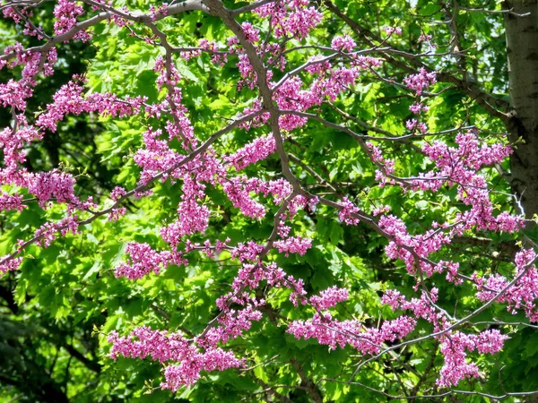 Thornhill Redbud Tree 2017 — Stockfoto