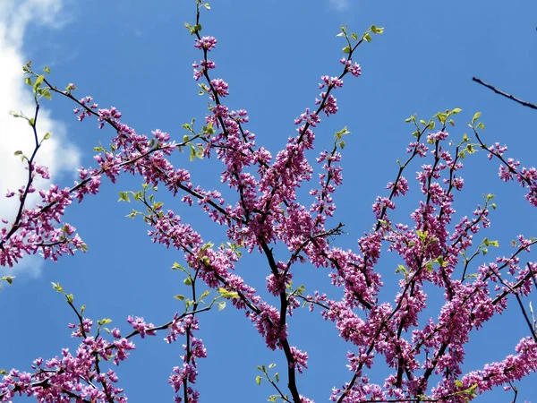 Thornhill Redbud Ağacı çiçekleri 2017 — Stok fotoğraf