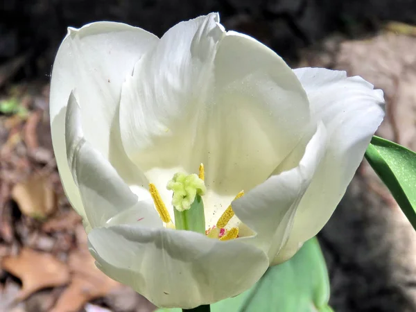 Thornhill tulipa branca 2017 — Fotografia de Stock