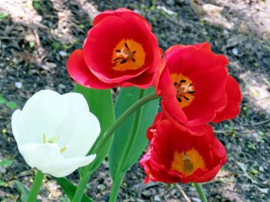 Thornhill kırmızı ve beyaz laleler 2017