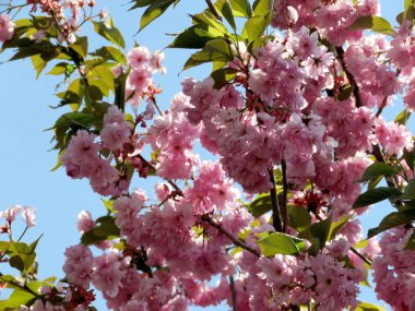  Thornhill sakura çiçeği Mayıs 2017