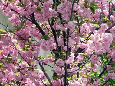 Thornhill sakura çiçekleri Mayıs 2017