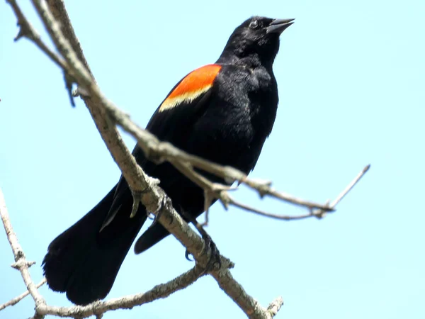 Thornhill Red winged Blackbird na drzewie 2017 — Zdjęcie stockowe