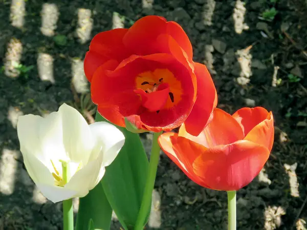 Thornhill branco e vermelho tulipa flores 2017 — Fotografia de Stock