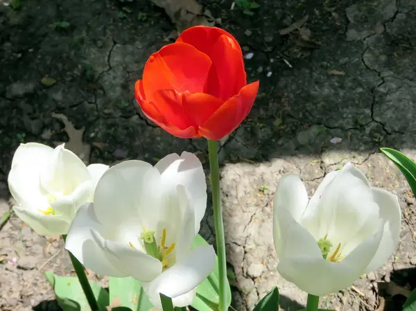 Thornhill tulipas brancas e vermelhas 2017 — Fotografia de Stock