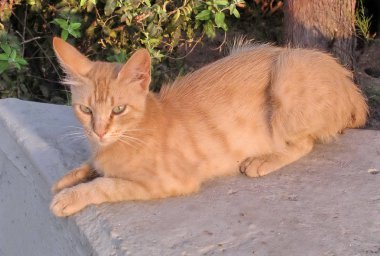 Kedi 2003 Haifa portresi