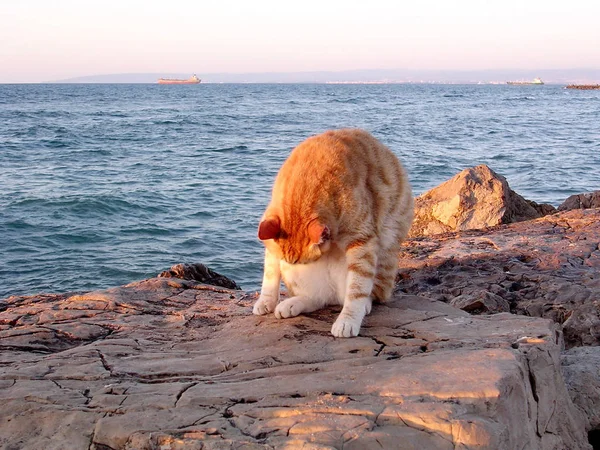 Хайфская кошка молится 2003 — стоковое фото