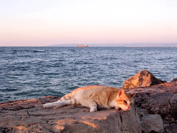 Хайфа кот на берегу Хайфского залива 2003 — стоковое фото