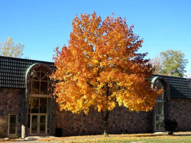Toronto sonbahar ağaç 2016 