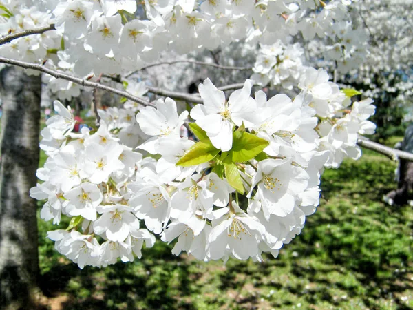 Árbol de flor de cerezo blanco de Washington Marzo 2010 — Foto de Stock