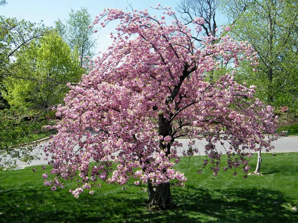 Arlingtonkyrkogården sakura trädet 2010 — Stockfoto
