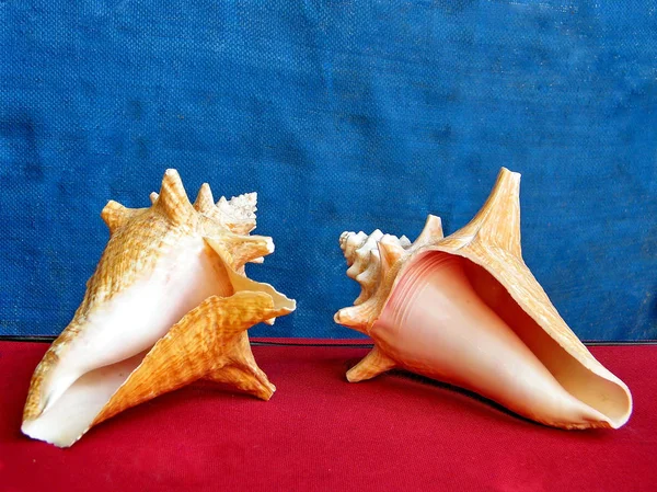 Of Yehuda Seashells 2010 — Stockfoto