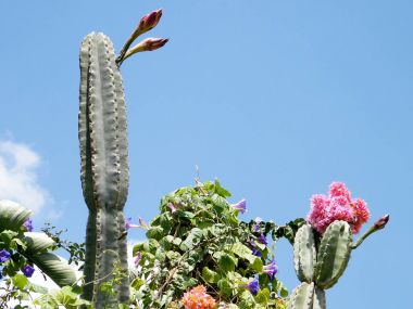 Neve Monosson San Pedro Cactus ve diğer çiçekler 2010